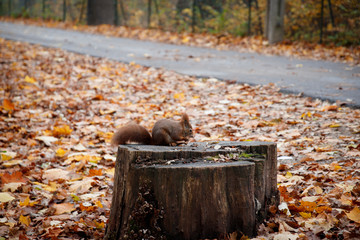 squirrel sitting on a tree trunk eating
