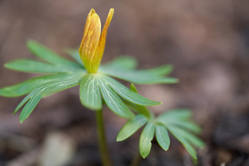 Blooming plant Eranthis hyemalis in the garden. Known as Winter Aconite or Choirboys. Plant with yellow flower growing in the garden.