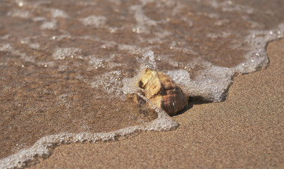 Big seashell. Summertime concept.