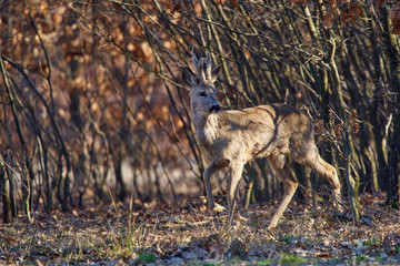 Roebuck in the forest