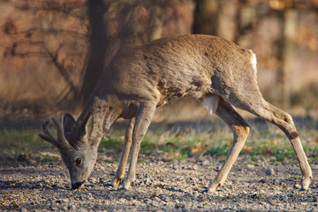 Roebuck in the forest