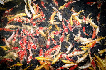 a scene of a shoal of carp rising to the surface of the river.