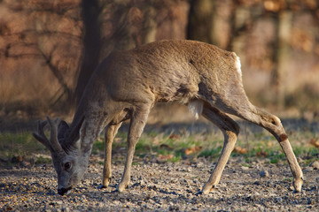 Roebuck in the forest