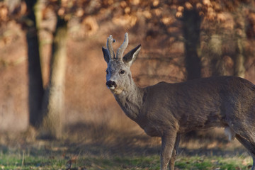 Roebuck in the forest
