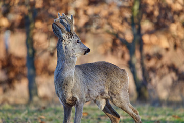 Roebuck in the forest