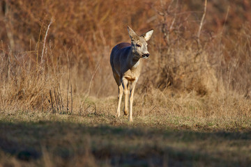Roe deer in the forest