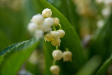 lily of the valley