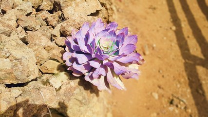 Flower Purple Sand Rocks Ocean