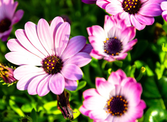 Fototapeta premium The name of these flowers is African daisy or Margarita Africana one of many varieties of flowering senecio articulatus plant, colorful background of beautiful plants, grow from early spring to summer