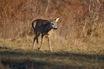 Roe deer in the forest