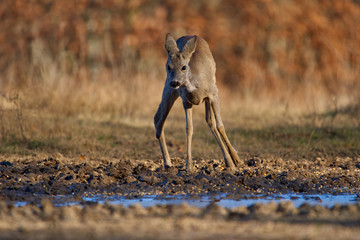 Roe deer in the forest