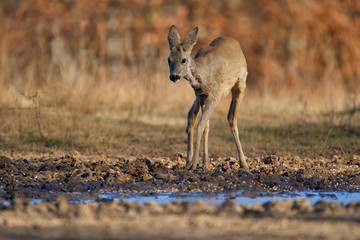 Roe deer in the forest