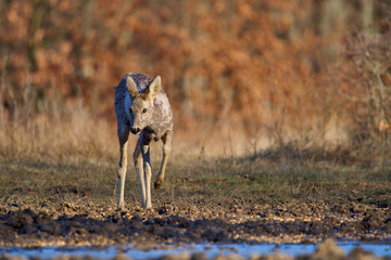 Roe deer in the forest
