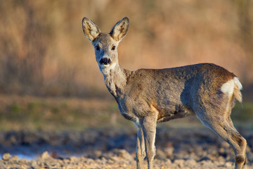 Roe deer in the forest