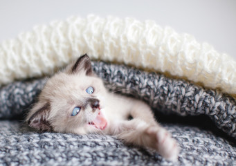 Kitten yawns on a knitted blanket