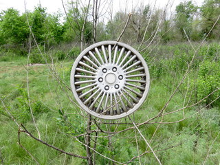 Detail of a car wheel on a tree in the forest.