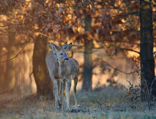 Roe deer in the forest