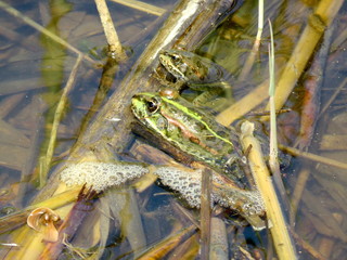 A frog in the water and in the reeds on the river Bank