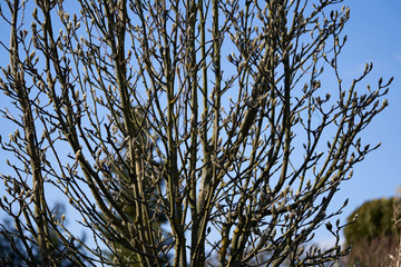 Magnolia kobus tree in the garden. Known as Mokryeon or Kobushi magnolia. Budding magnolia tree.