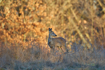 Roe deer in the forest