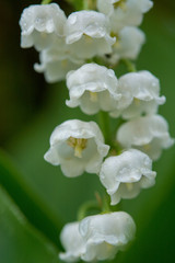 lily of the valley