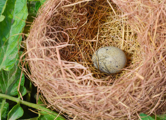 Naklejka na ściany i meble Close up of an egg in nest in a garden