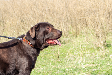 dog chocolate labrador retriever stay on green grass background