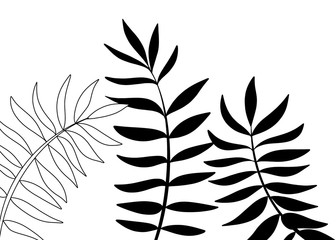 silhouette  of leaves on white background 
