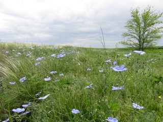 Flax blooming in the field