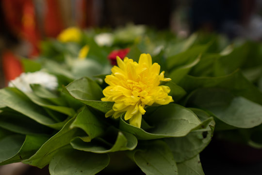 Yellow Flower on top of Betel Leaf in Tirumala