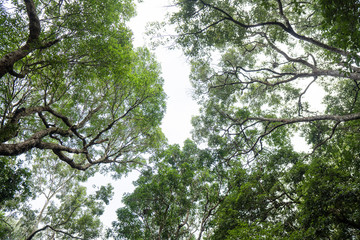 Low Angle of a trees branches in Forest in tirumala