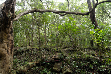 Wide View of trees in Forest in Tirumala