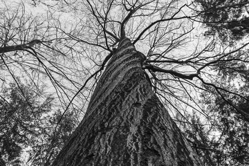 The tops of the birch trees against of the sky black and white Czech