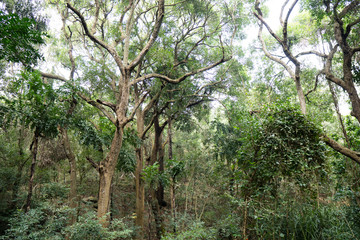 Wide View of trees in Forest in japali
