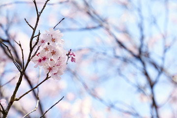 桜