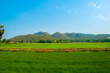 Fototapeta na wymiar Green meadow , Background image of lush grass field under blue sky in thailand