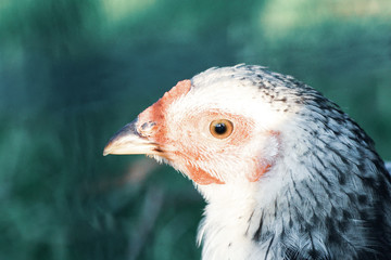 portrait of a vulture
