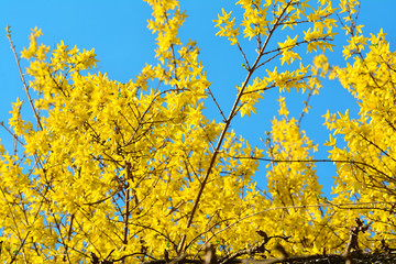 노란 개나리가 만개한 봄