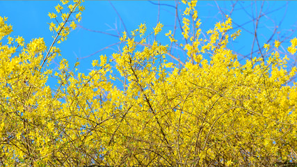 노란 개나리가 만개한 봄