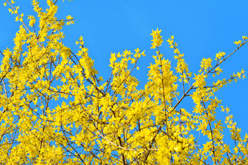 노란 개나리가 만개한 봄