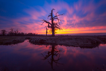 Colorfull sunset behind a old death oak tree in Rogalin, Poland with perfect reflection in a pond. 