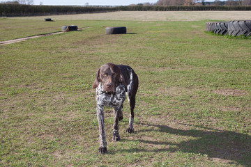 A German short haired pointer