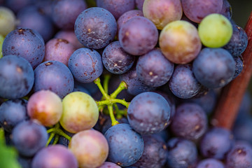 blu merlot grapes in green vineyard