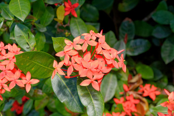 West Indian Jasmine - Ixora - tropical flowers