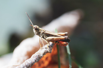 grasshopper on leaf