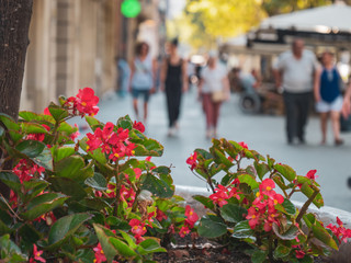 Paseo de Gracia in Barcelona, Cataluña, España