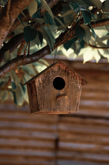 birdhouse on tree