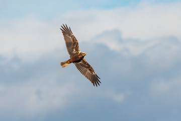 Marsh Harrier Flying