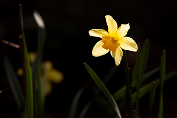 yellow daffodils on black background