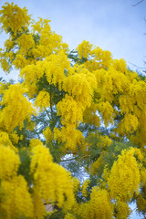 Fototapeta premium Branch of mimosa tree with flowers.